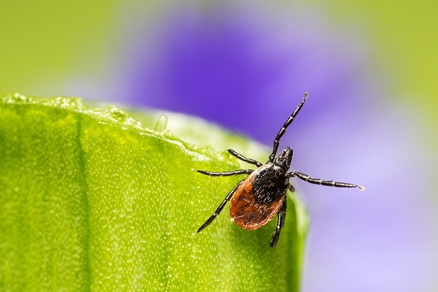 ixodes ricinus, castor bean tick, tick, disease, danger, illness, lyme, sheep tick, insect, parasitic, spider, nature, animal, arachnid, macro, pest, green color, small, leaf, arthropod, plant, grass, summer, poisonous, bacteria, tick, tick, tick, tick, tick, lyme, lyme
