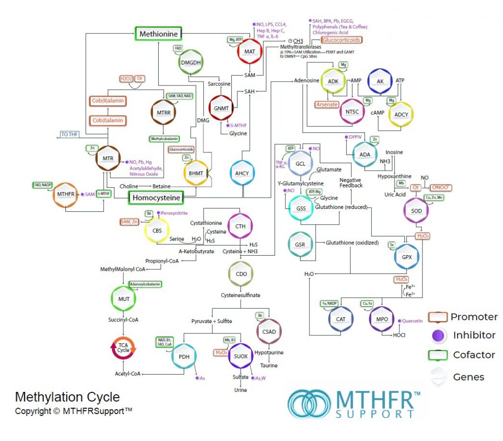 Methylation Pathway Planner MTHFR Support TM