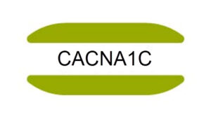 CACNA1C gene mutation